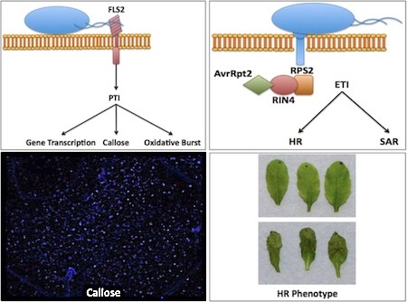 Components of pathogen recognition in A. thaliana A schematic of PAMP-triggered immunity: recognition of flagellin by FLS2 (top left); effector-triggered immunity depicted through the recognition of avrRpt2 by RPS2 through RIN4 (top-right); microscopic view of callose deposition in an A. thaliana leaf (bottom left); an example of no hypersensitive response (HR) above, and HR in A. thaliana leaves below (bottom right)