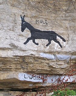 The Allen Bluff Mule