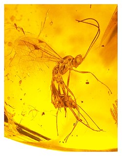 An ichneumonid caught in amber 15-20 million years ago.