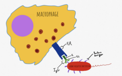 Antibody-mediated opsonization. FcR on phagocytic cells recognize the Fc region of the antibody.