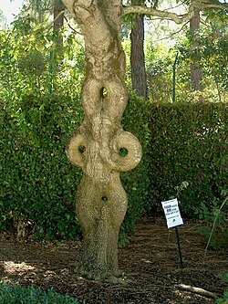 A "Circus Tree" now located at Gilroy Gardens near Gilroy, California