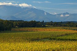 The extensive vineyards of the Languedoc-Roussillon region, southern France