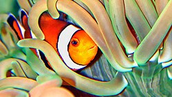 Ocellaris clownfish among the tentacles of a sebae anemone