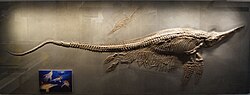A specimen of the ichthyosaur Stenopterygius crassicostatus with preserved young