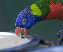 Rainbow lorikeet drinking