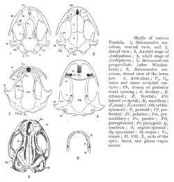 Amphibians' skulls, Hans Gadow, 1909 Amphibia and Reptiles