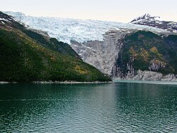 Trees growing along the north shore of the Beagle Channel, 55°S.
