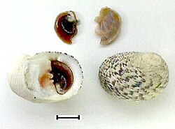 Shell & opercula of Nerita peloronta