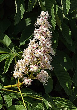Inflorescence