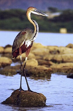 The goliath heron is the largest heron species.