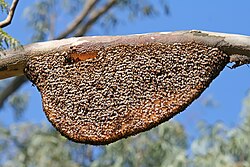 Bees almost completely cover a honeycomb suspended from a tree branch.
