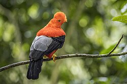 Male R. p. sanguinolentusshowing back feathers