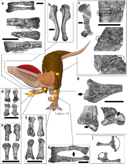 Paleopathologies in bones of a Dilophosaurus specimen, plotted onto a life restoration