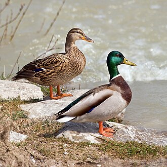 Male (bottom) and female mallards. The male mallard has an unmistakable bottle-green head when his breeding plumage is present.