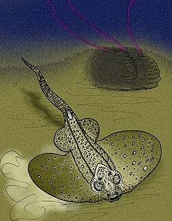 Asterosteus