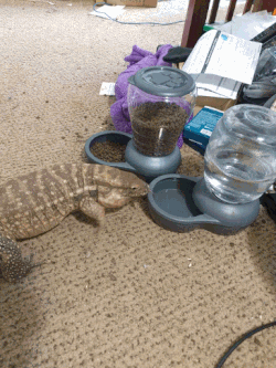 Red tegu drinking water out of a dispenser.