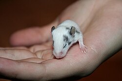A two-week-old fancy mouse, just about to open its eyes
