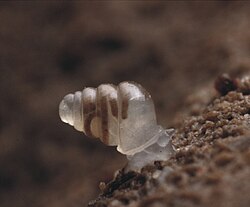 The microscopic cave snail Zospeum tholussum, found at depths of 743 to 1,392 m (2,438 to 4,567 ft) in the Lukina Jama–Trojama cave system of Croatia, is completely blind with a translucent shell