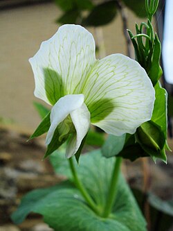 The white flower of Pisum sativum (the garden pea) an example of a zygomorphic flower