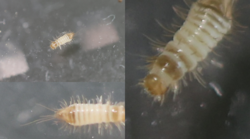 Third instar larva with morphological details