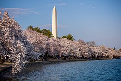 The Washington Monument viewed from the Tidal Basin during the National Cherry Blossom Festival in April 2018
