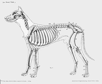 A lateral view of a dog skeleton