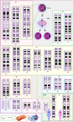 Schematic karyogram of a human, showing a diploid set of all chromosomes, except in case of the sex chromosomes in males (bottom right), where there is an X chromosome and a much smaller Y chromosome, which does not have all the genes that the X chromosome has, making a male hemizygous for those genes.