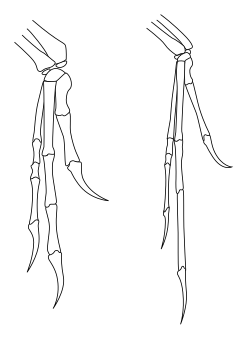 The similarity of the forelimbs (left) with those of Archaeopteryx (right) led John Ostrom to revive the link between dinosaurs and birds