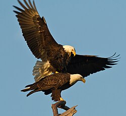 Mating