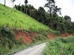 Upland rice growing amid the charred stumps of recently cleared forest