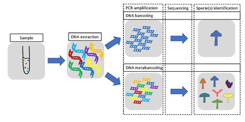 Differences in the standard methods for DNA barcoding and metabarcoding. While DNA barcoding points to find a specific species, metabarcoding looks for the whole community.