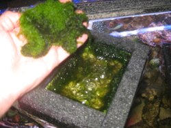 Seaweed is lifted out of the top of an algae scrubber/cultivator, to be discarded or used as food, fertilizer, or skin care.