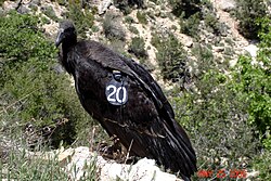 A juvenile in the Grand Canyon, with its numbered tag prominent.