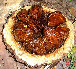 Freshly cut Brazil nut fruit