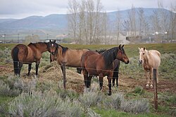Farms and ranches