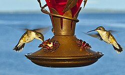 Two hummingbirds hovering by a feeder