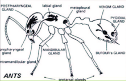 Social insects such as ants have multiple types of pheromonal glands, producing different semiochemicals for communication with other insects.[105]