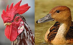 Visual differences between the galliformes and anseriformes beak structures.