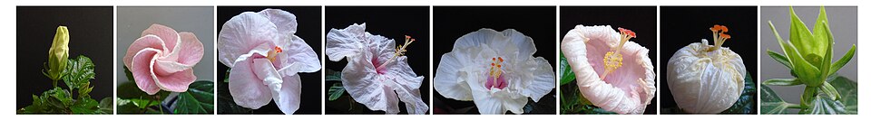 Stages in the life-cycle of a flower