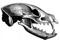 This aardwolf skull exhibits greatly reduced molars and carnassials teeth as they are unnecessary for any large, insectivorous animal subsisting on soft insects such as termites. The dentition of a shrew is very different. The aardwolf uses its canine teeth in self-defence; accordingly, they have not been greatly reduced.