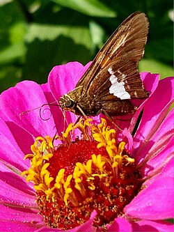 Silver-spotted Skipper (Epargyreus clarus) unfurling its proboscis to feed on Zinnia