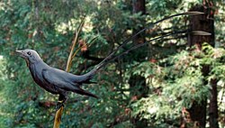 Restoration of the related Eoconfuciusornis