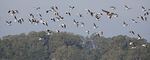 A raptor, a northern harrier, chases up an alert flock of American avocets.