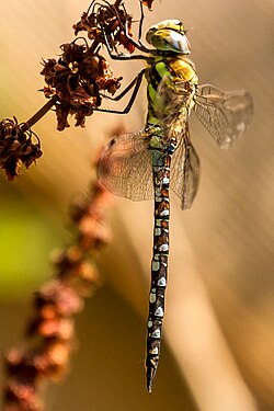 Migrant hawker, Aeshna mixta, has the long, slender abdomen of aeshnid dragonflies.