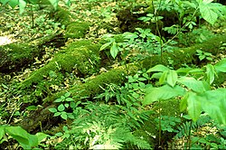 Downed wood replenishes topsoil as it decays