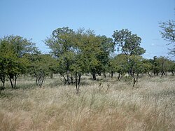 Savanna in Burkina Faso