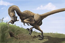Restoration of a Saurornitholestes digging a multituberculate out of a burrow, a function with weak support