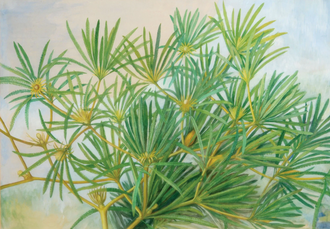 Restoration of a member of Bennettitales belonging to Williamsoniaceae.