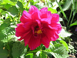 Dahlinova 'Carolina Burgundy' (Misc)