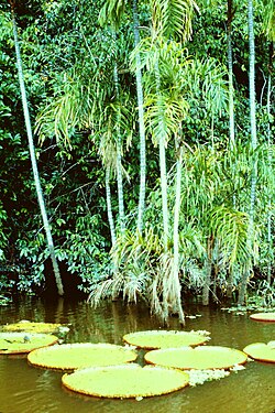 Amazon rainforest biotope